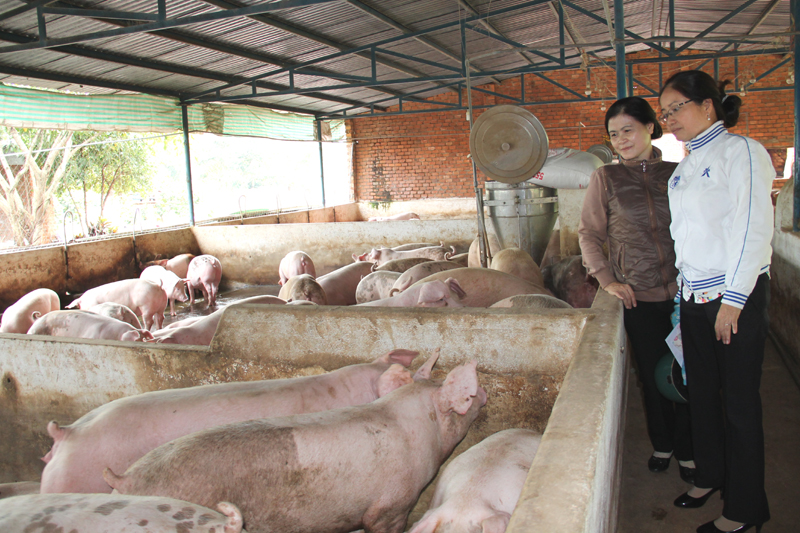 Đắk Lắk hỗ trợ nông dân và doanh nghiệp tái đàn lợn hiệu quả