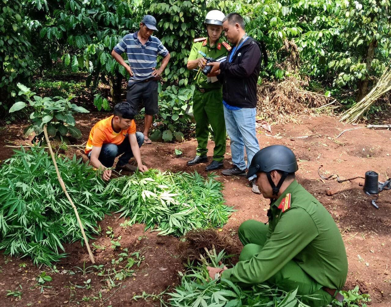 Nhổ bỏ 539 cây cần sa trồng trái phép ở xã Cư Pơng, huyện Krông Búk