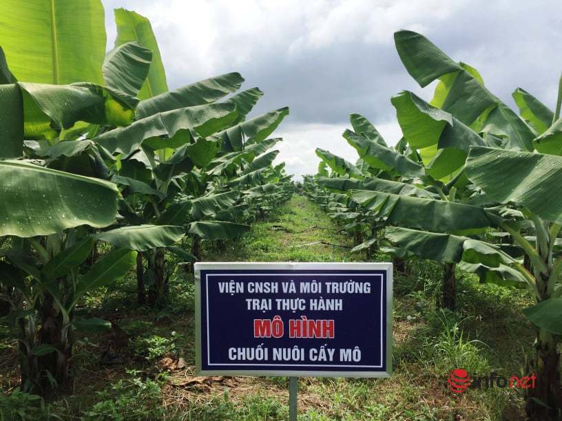 Đại học Tây Nguyên nghiên cứu trồng chuối Nam Mỹ tiêu chuẩn VietGAP