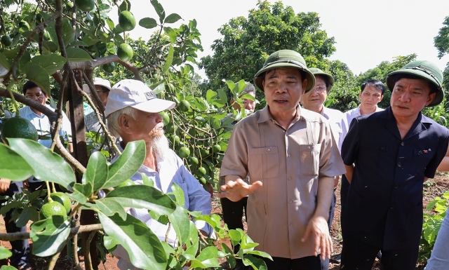Tây Nguyên nhiều tiềm năng để phát triển cây ăn quả trong tương lai