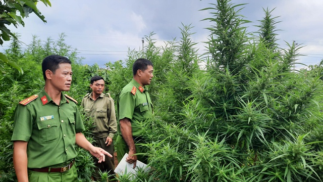 Phát hiện một hộ dân trồng trái phép cây cần sa