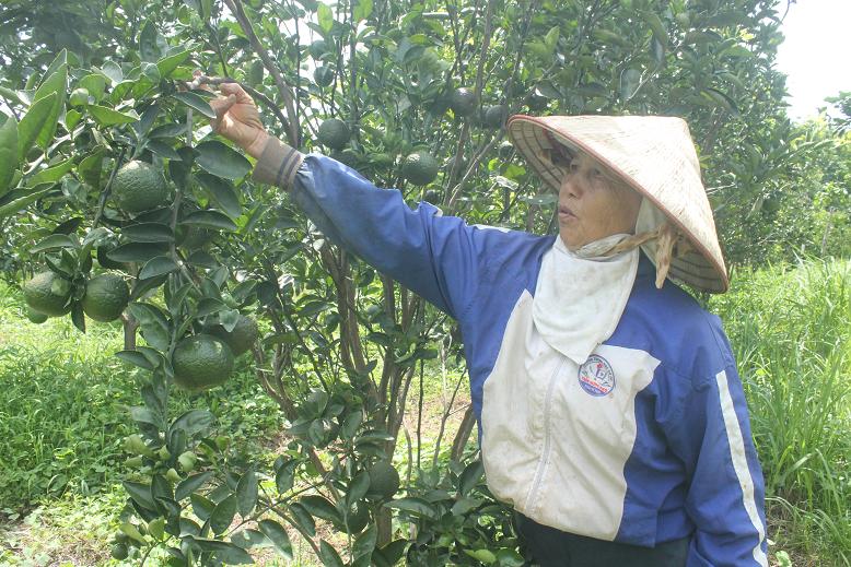 Phong trào Thi đua yêu nước tạo động lực thúc đẩy phát triển kinh tế - xã hội