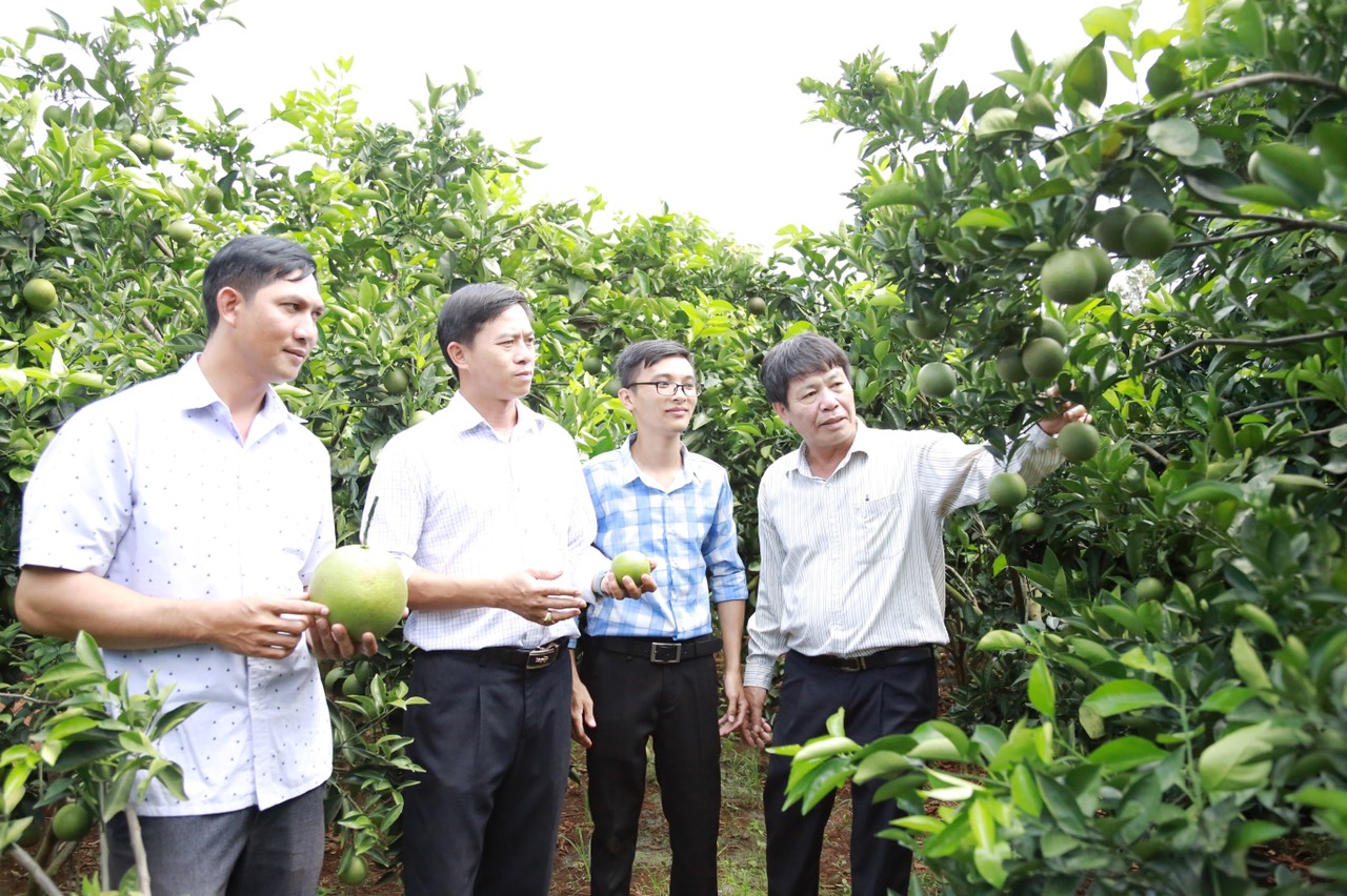 Khởi nghiệp thành công từ giống cam ruột đỏ