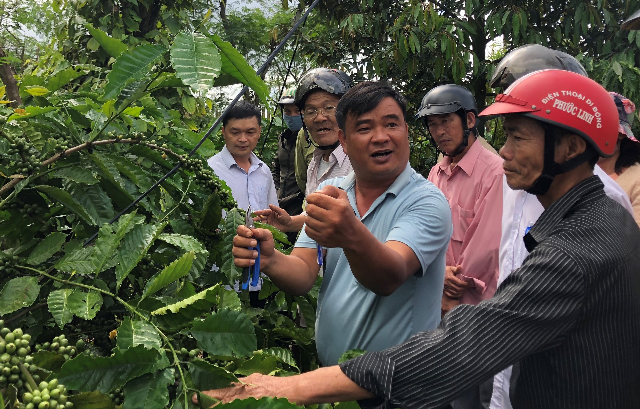 Tập huấn trồng và chăm sóc cây ăn quả trong vườn cà phê