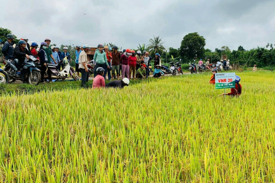 Hội thảo giống lúa VNR 20 tại huyện Buôn Đôn