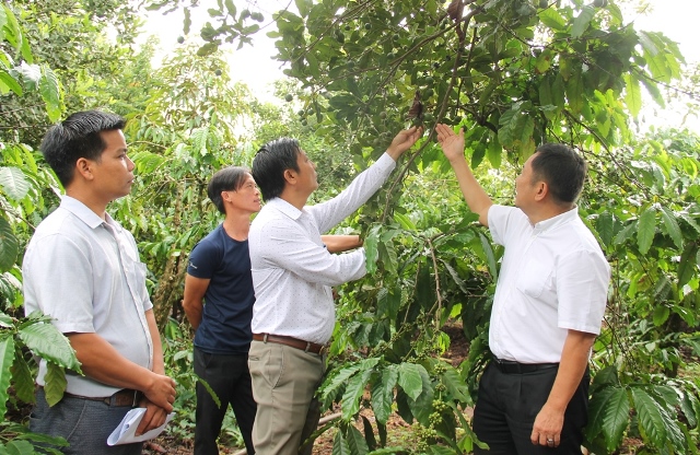 Đắk Lắk kiến nghị Trung ương có cơ chế, chính sách đặc thù cho phát triển cây Mắc ca