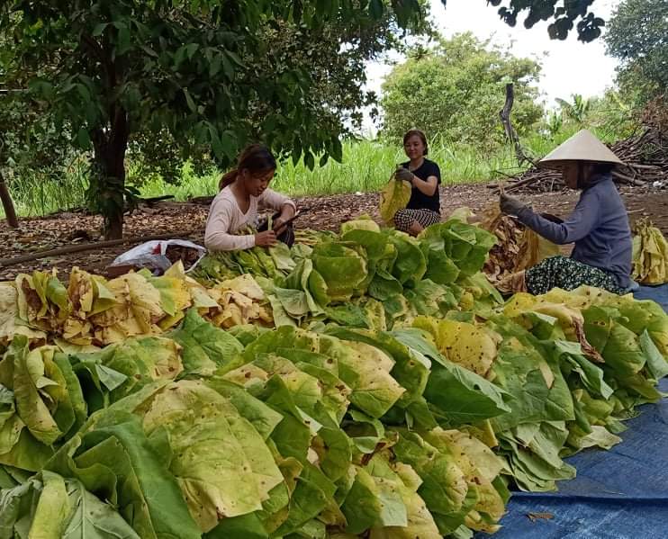 Nông dân phấn khởi khi thuốc lá trúng mùa, được giá