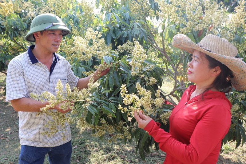 Đòn bẩy để vải  của Tổ hợp tác Vải Ea Na, huyện Krông Ana vươn xa