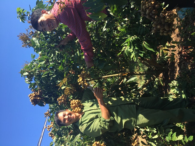 Huyện Cư Kuin: Nhãn Hương Chi ở xã Ea Hu cho hiệu quả kinh tế cao