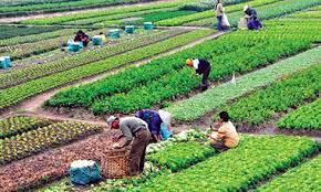 Nghị định số 45/2021/NĐ-CP: Quỹ hỗ trợ phát triển hợp tác xã hoạt động