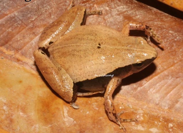 Phát hiện mới về loài Nhái bầu Đắk Lắk - Microhyla daklakensis