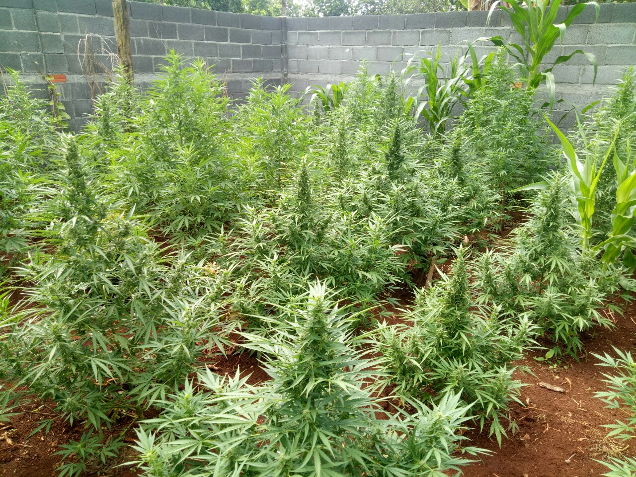 Trồng 151 cây cần sa trái phép sau vườn nhà