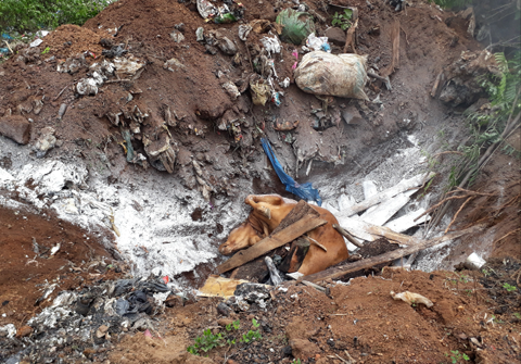 Đắk Lắk  xuất hiện ổ bệnh viêm da nổi cục trên trâu bò tại huyện Buôn Đôn và Cư Kuin