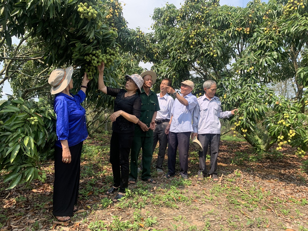 Nông dân huyện M’Drắk được mùa vải