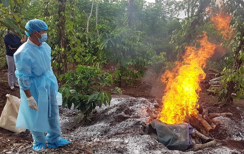 Công bố dịch bệnh viêm da nổi cục trên trâu, bò tại địa bàn huyện Cư Kuin