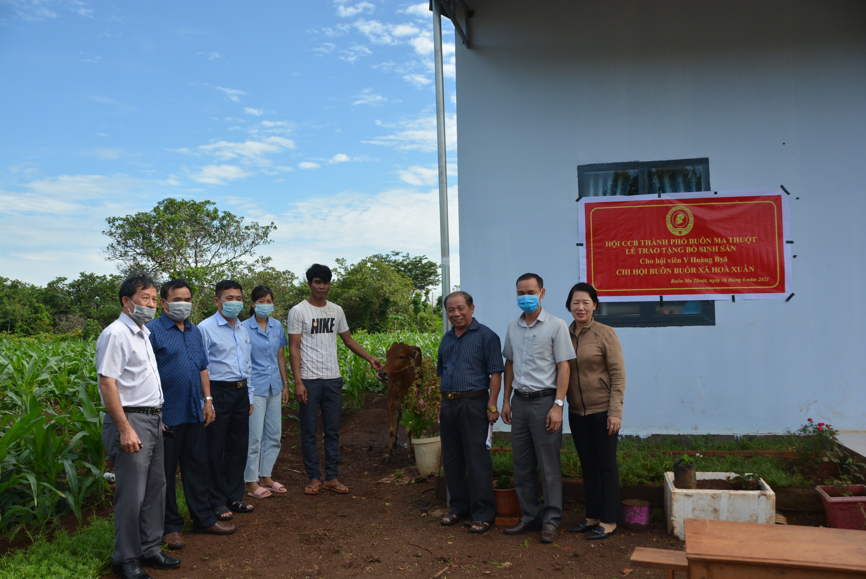 Hội Cựu Chiến binh thành phố Buôn Ma Thuột tặng bò giống cho cựu chiến binh có hoàn cảnh khó khăn