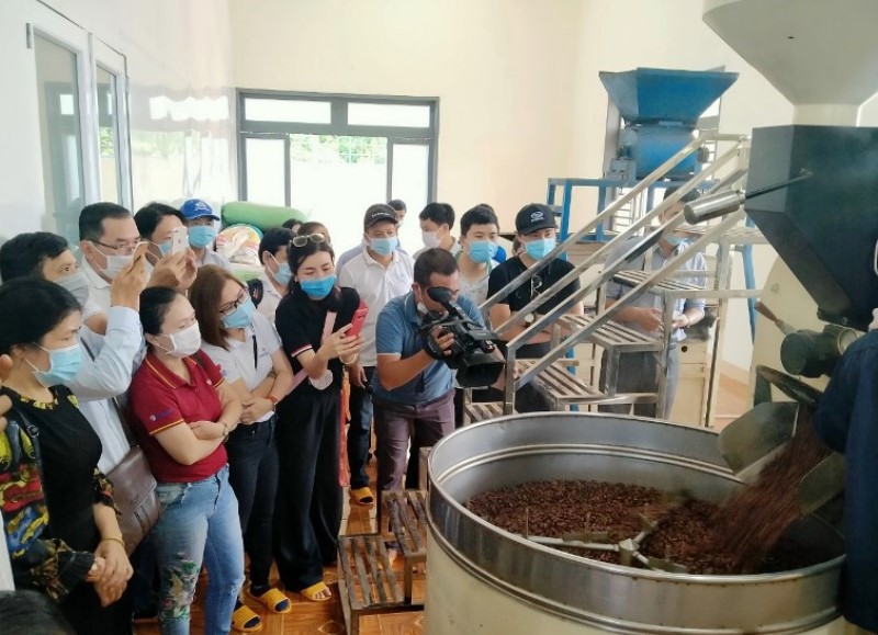 Khảo sát xây dựng tour trồng, chăm sóc và chế biến Cacao phục vụ khách du lịch