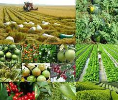 Thông tư 03/2021/TT-BNNPTNT về bảo hộ quyền đối với giống cây trồng.