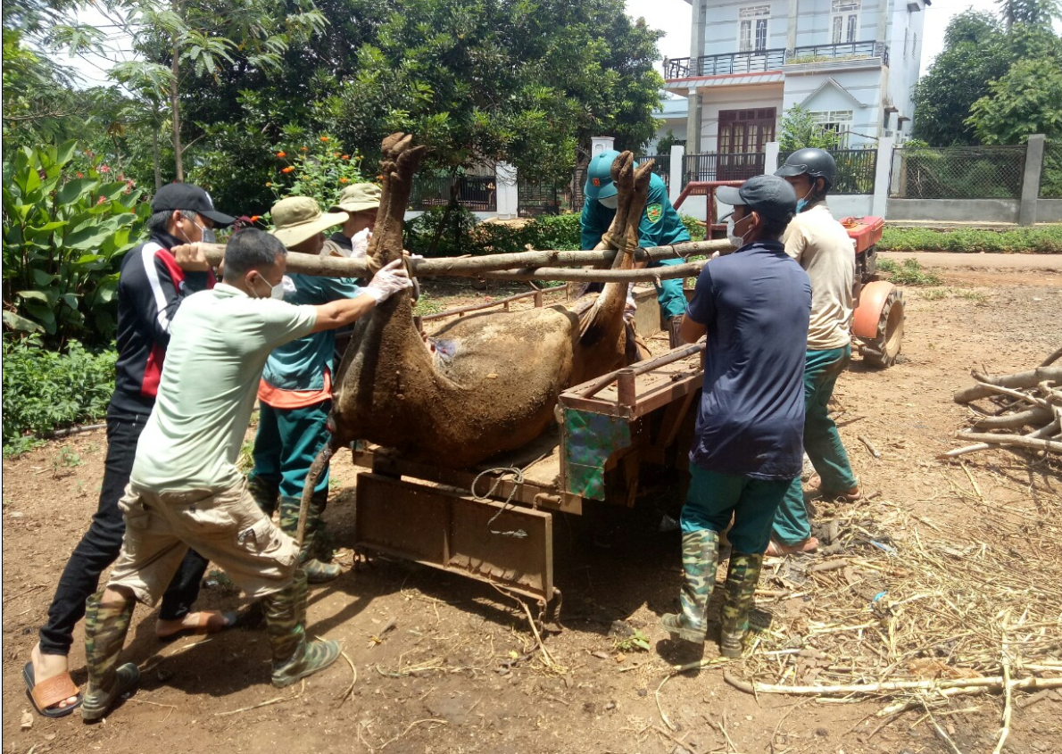 Huyện Buôn Đôn tập trung khống chế dịch bệnh viêm da nổi cục trên trâu, bò