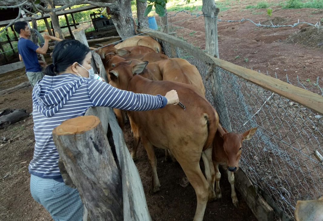 Huyện Buôn Đôn khống chế thành công dịch bệnh viêm da nổi cục trên trâu, bò