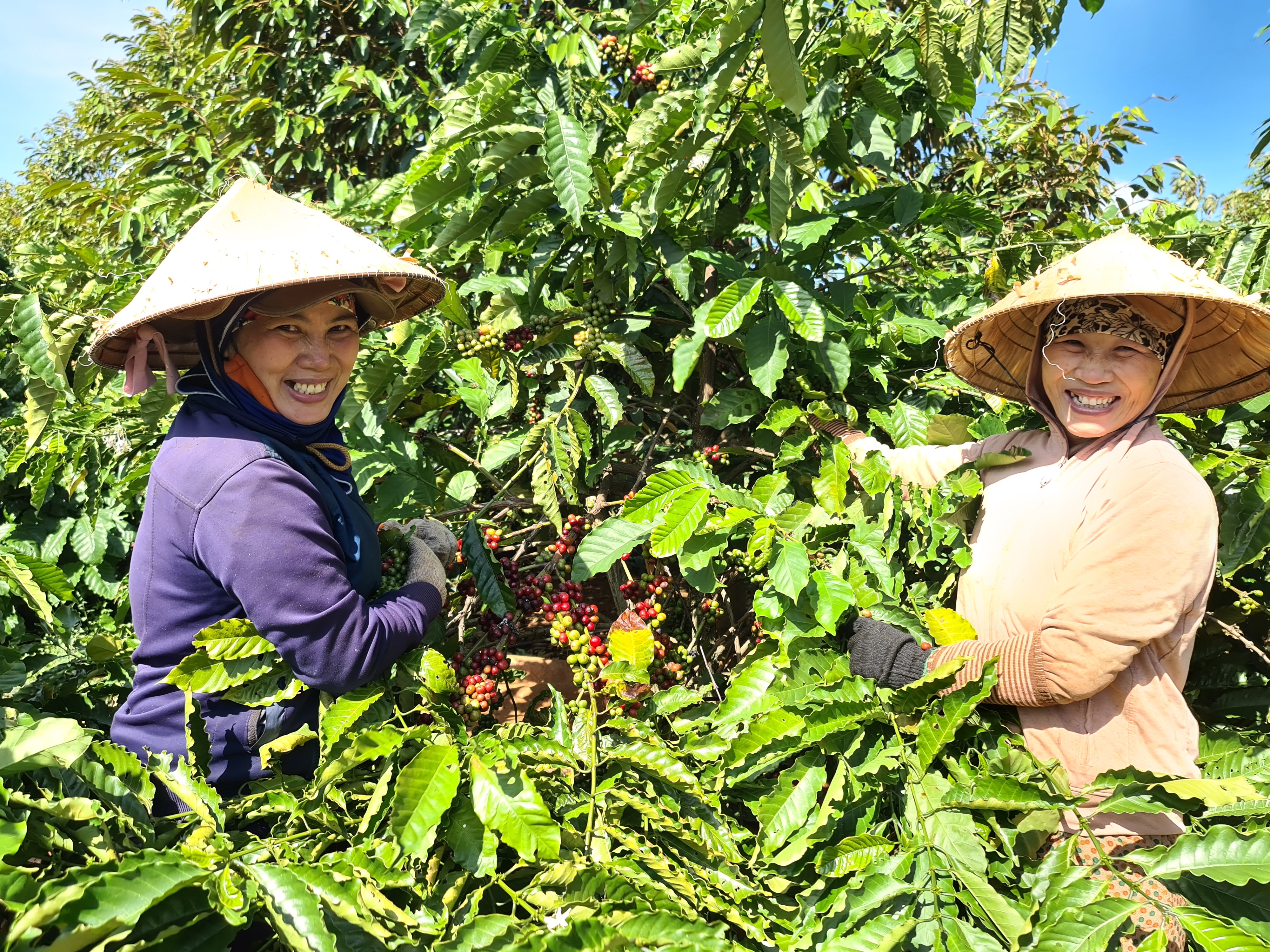 Huyện Ea H’Leo: Người dân phấn khởi vì cà phê được mùa được giá