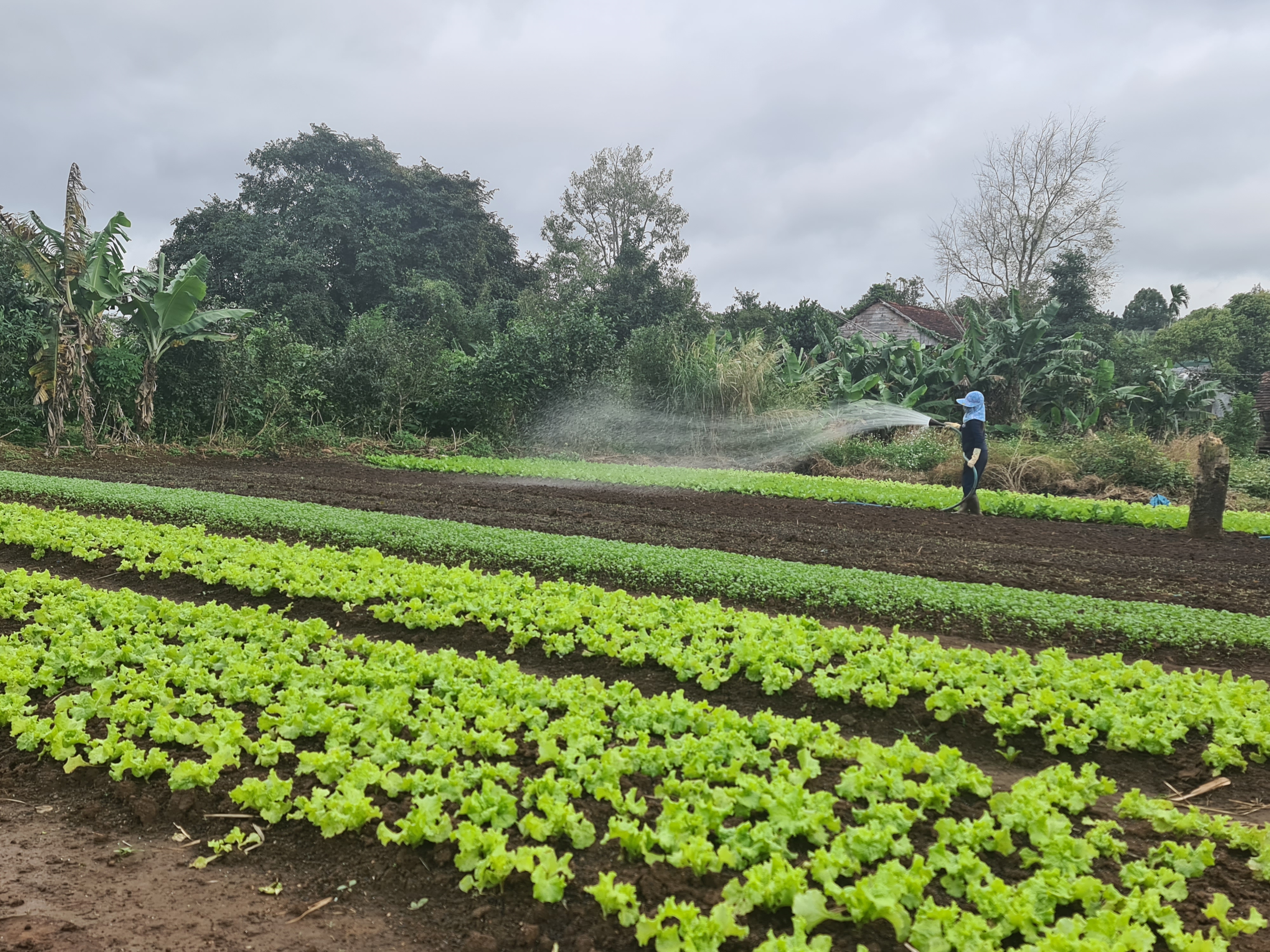 Nông dân huyện Ea H’leo chuẩn bị vụ rau tết