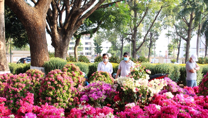 Đắk Lắk: Thị trường hoa Tết sôi động