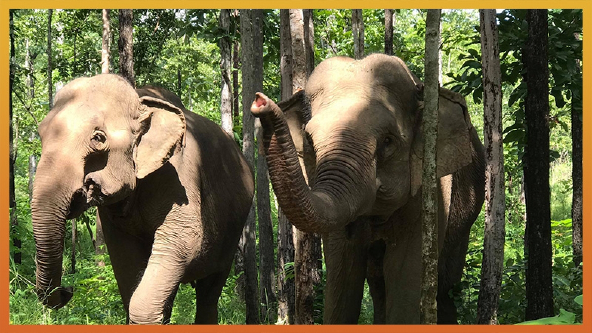 AAF hỗ trợ Đắk Lắk 2 triệu USD để chấm dứt cưỡi voi