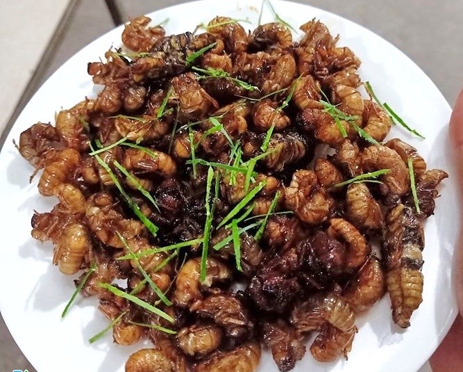 Ngộ độc tập thể nghi do ăn ấu trùng ve sầu