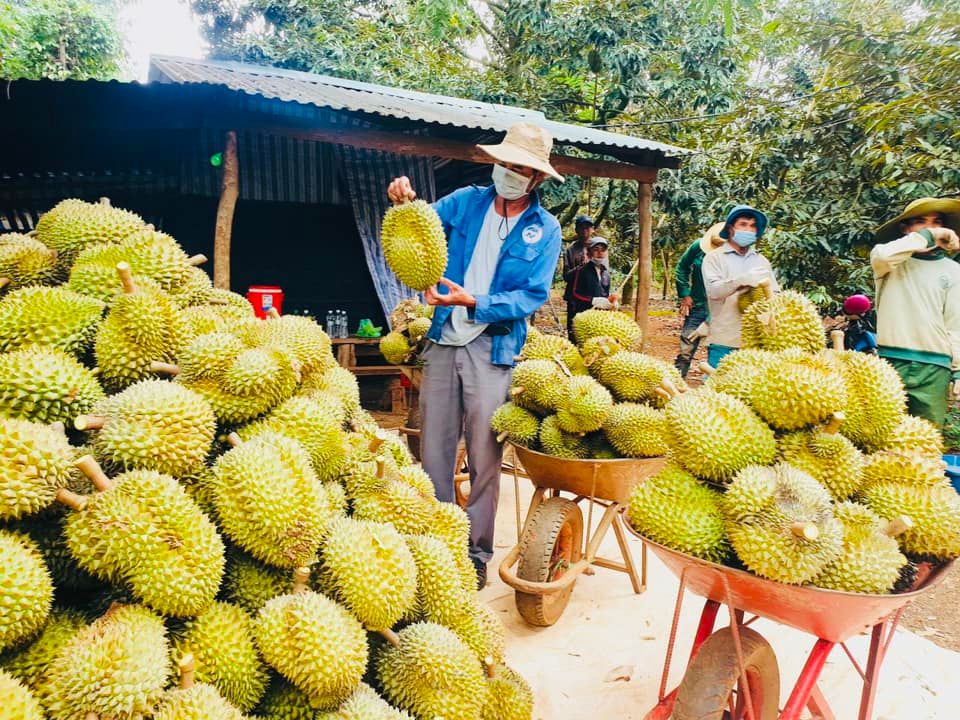 Sầu Riêng Đắk Lắk đón đầu cơ hội xuất khẩu chính ngạch sang thị trường Trung Quốc