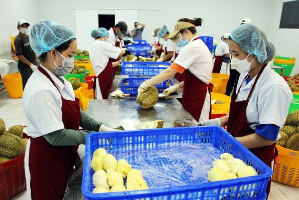 Đắk Lắk cần mở rộng thị trường xuất khẩu sầu riêng sang Châu Âu và Bắc Mỹ