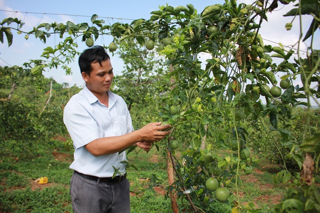 Đắk Lắk chuẩn bị sẵn sàng xuất khẩu thí điểm chanh leo chính ngạch sang Trung Quốc
