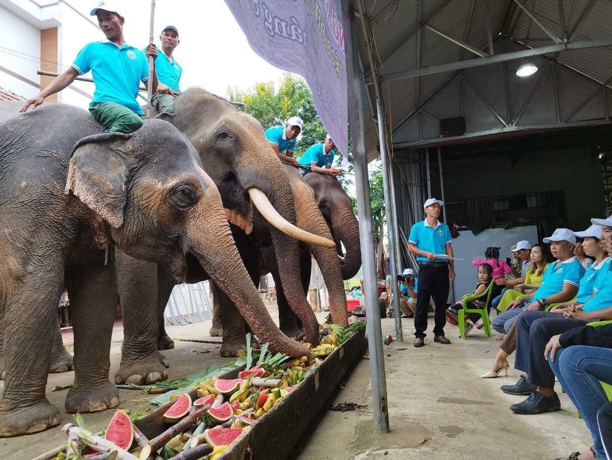 Kỷ niệm Ngày Quốc tế về voi 12/8