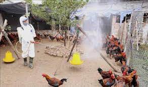 Tập trung triển khai quyết liệt, đồng bộ các giải pháp phòng, chống bệnh Cúm gia cầm