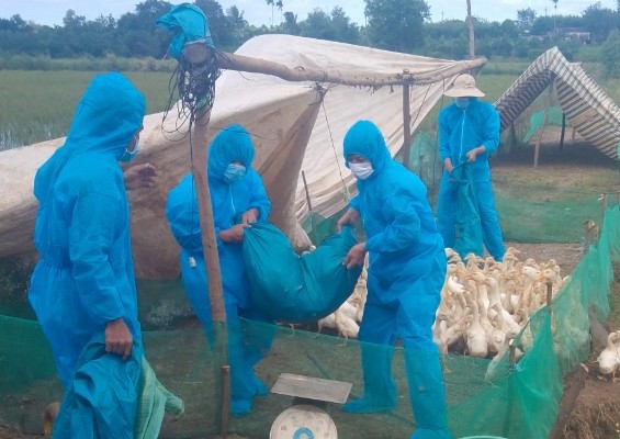 Ghi nhận ổ dịch cúm gia cầm tại huyện Krông Pắc