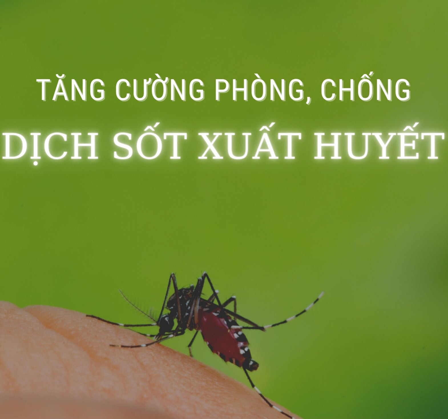 Tăng cường phòng, chống sốt xuất huyết