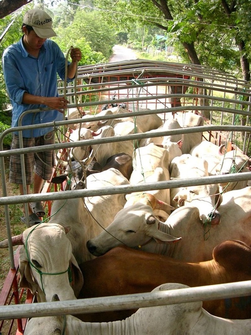 Tập trung chỉ đạo, tổ chức ngăn chặn vận chuyển, buôn bán trâu, bò trái phép qua biên giới