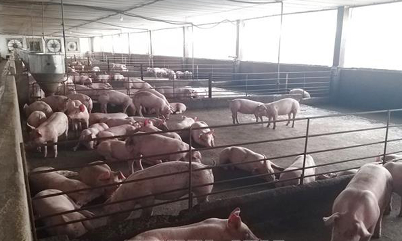 Công điện về việc tăng cường kiểm tra, giám sát, xử lý các trường hợp sử dụng chất cấm trong chăn nuôi, giết mổ gia súc