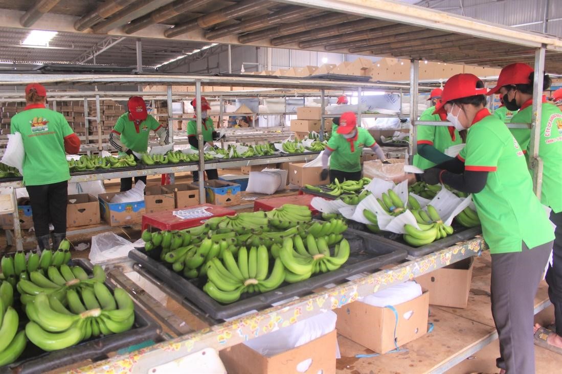 10 Containers of Dak Lak bananas officially exported to China during the Lunar New Year