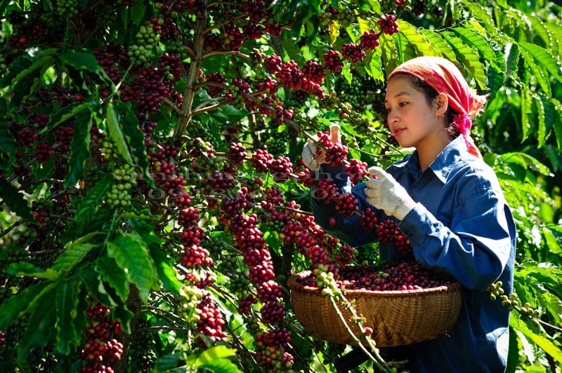 Hơn 1.100 tác phẩm tham gia Cuộc thi ảnh nghệ thuật “Cà phê Việt Nam - Hành trình kiến tạo di sản văn hóa thế giới”.