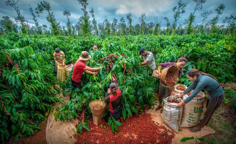 More than 1,100 artworks participating in the Art Photo Contest “Vietnamese coffee - The journey to create a world cultural heritage”