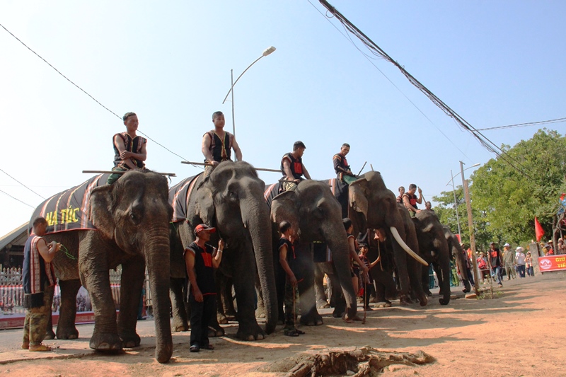 Đặc sắc nghi lễ cúng sức khỏe cho Voi tại huyện Lắk.