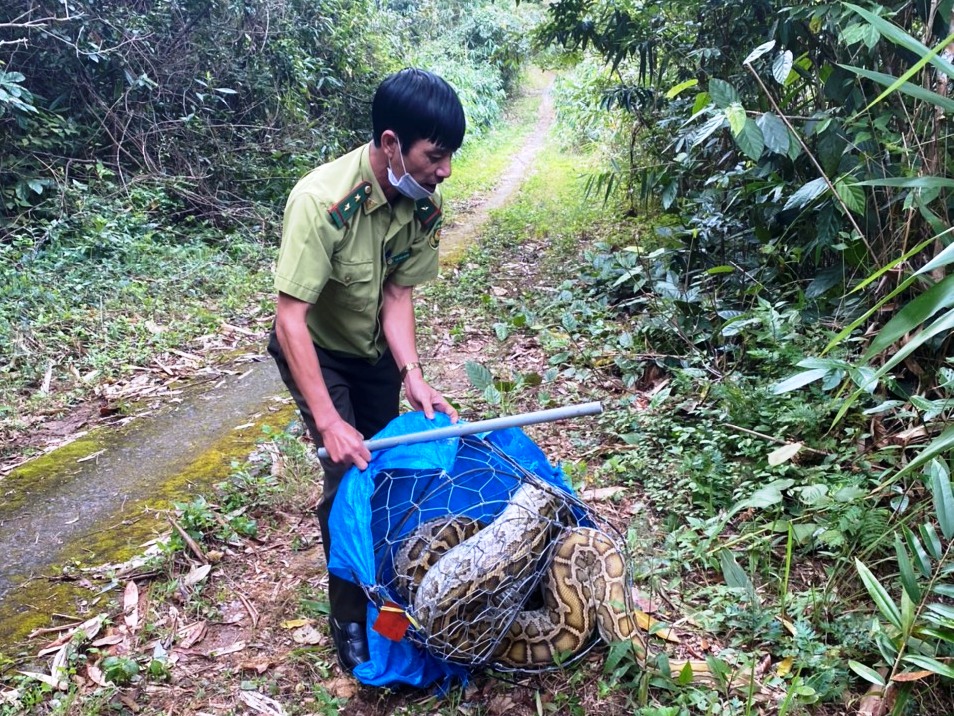 Tiếp nhận và thả 5 cá thể động vật hoang dã về với tự nhiên