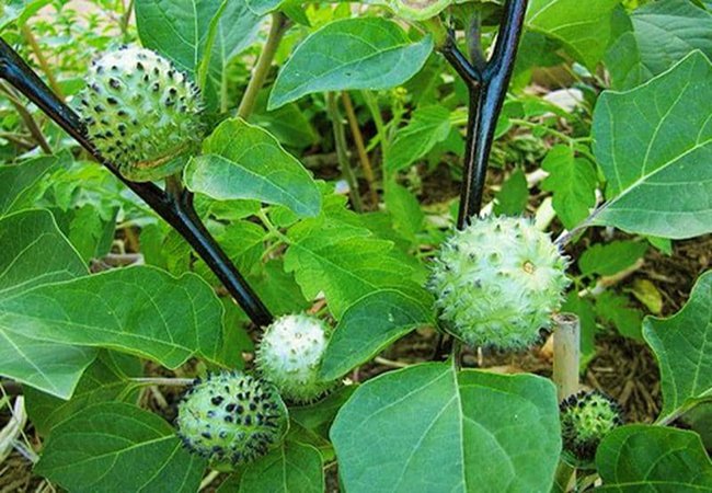 5 người nhập viện vì ngộ độc do ăn cà độc dược