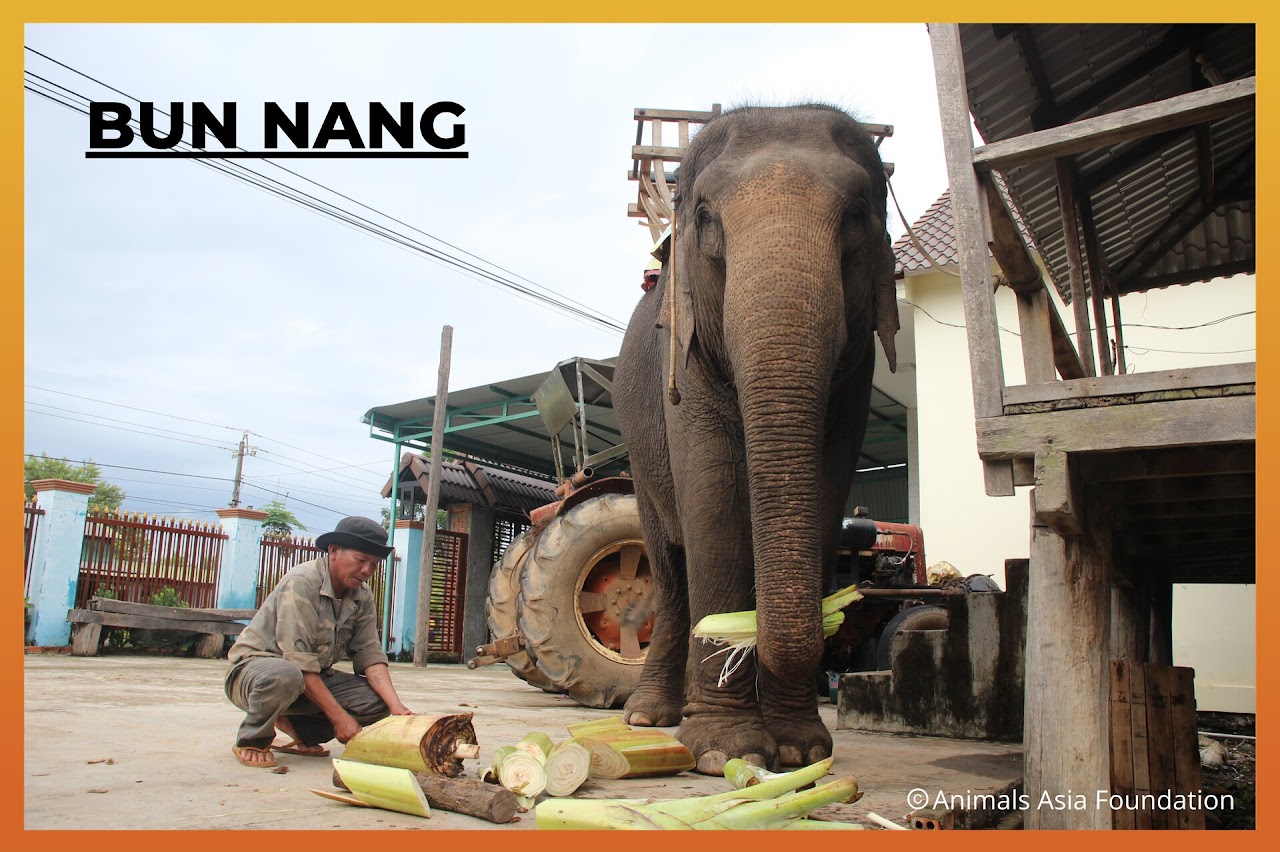 Triển lãm ảnh “Chân dung voi nhà Đắk Lắk” tại Hà Nội