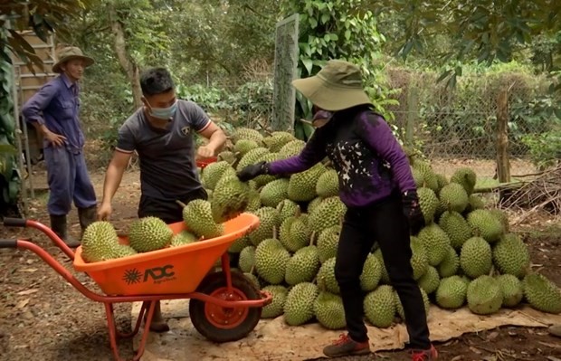 Increased tax collection for durian trading activities