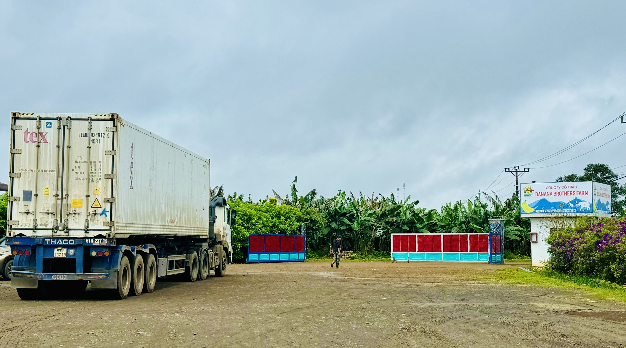 Doanh nghiệp Đắk Lắk xuất khẩu gần 17  tấn chuối sang Hàn Quốc dịp đầu năm 2024