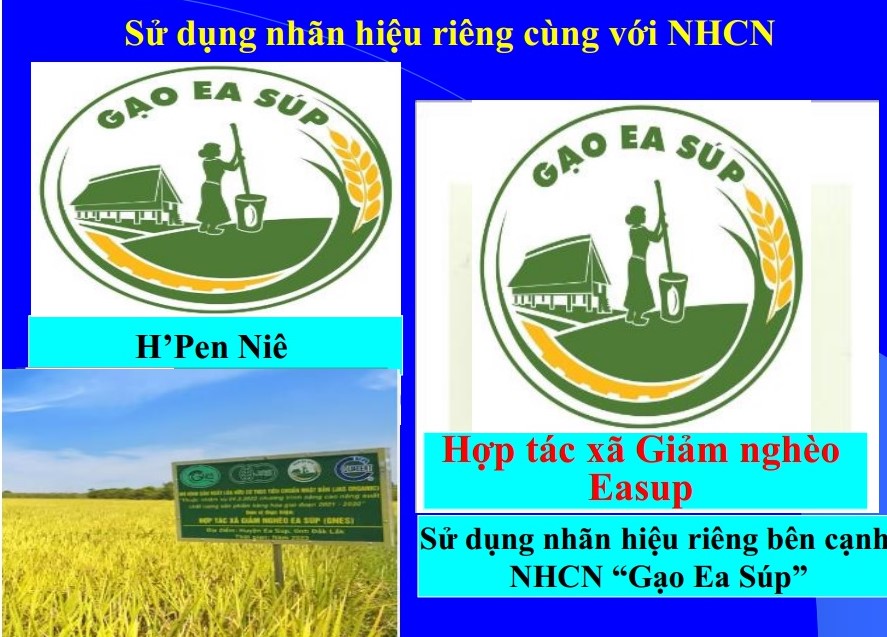 Training Workshop on Management and Development of Ea Sup Rice Certification Mark