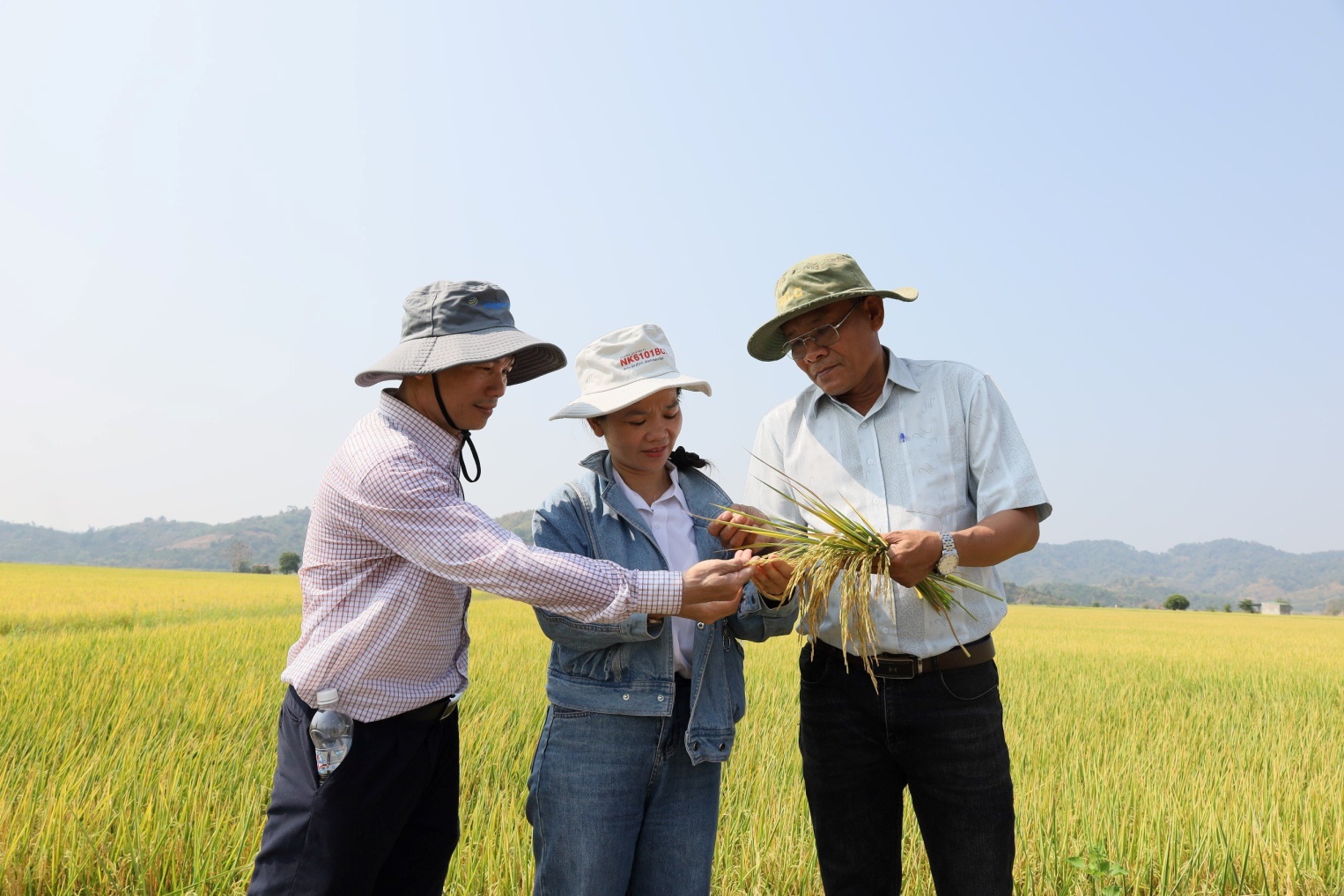 Dak Lak Rice Farmers Have the Opportunity to Increase Income by Selling Carbon Credits