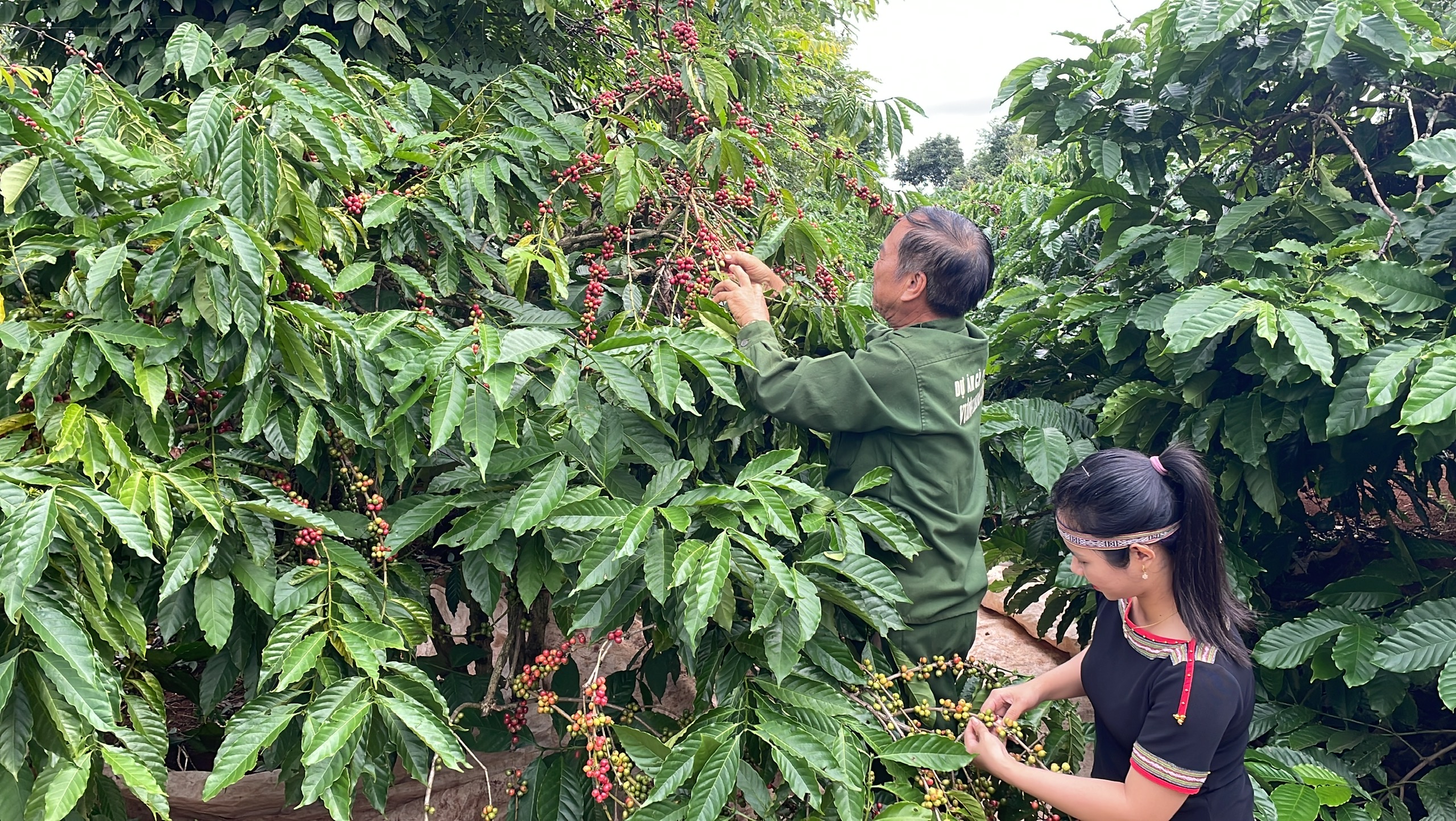 Thành phố Buôn Ma Thuột thúc đẩy hợp tác quốc tế để phát triển đô thị xanh và thông minh